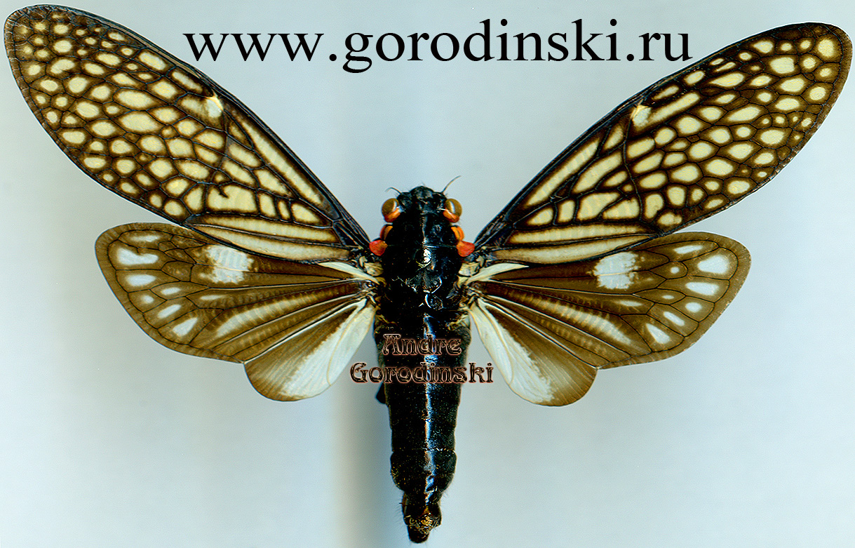 http://www.gorodinski.ru/insects/Talainga chinensis.jpg